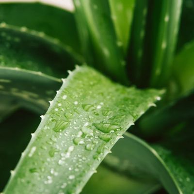 BASIC - Agua Micelar