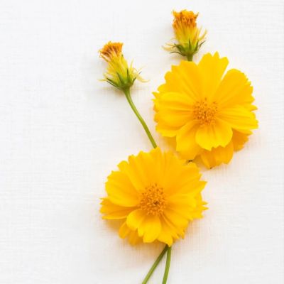 BASIC - Agua Micelar